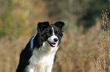 BORDER COLLIE 1344